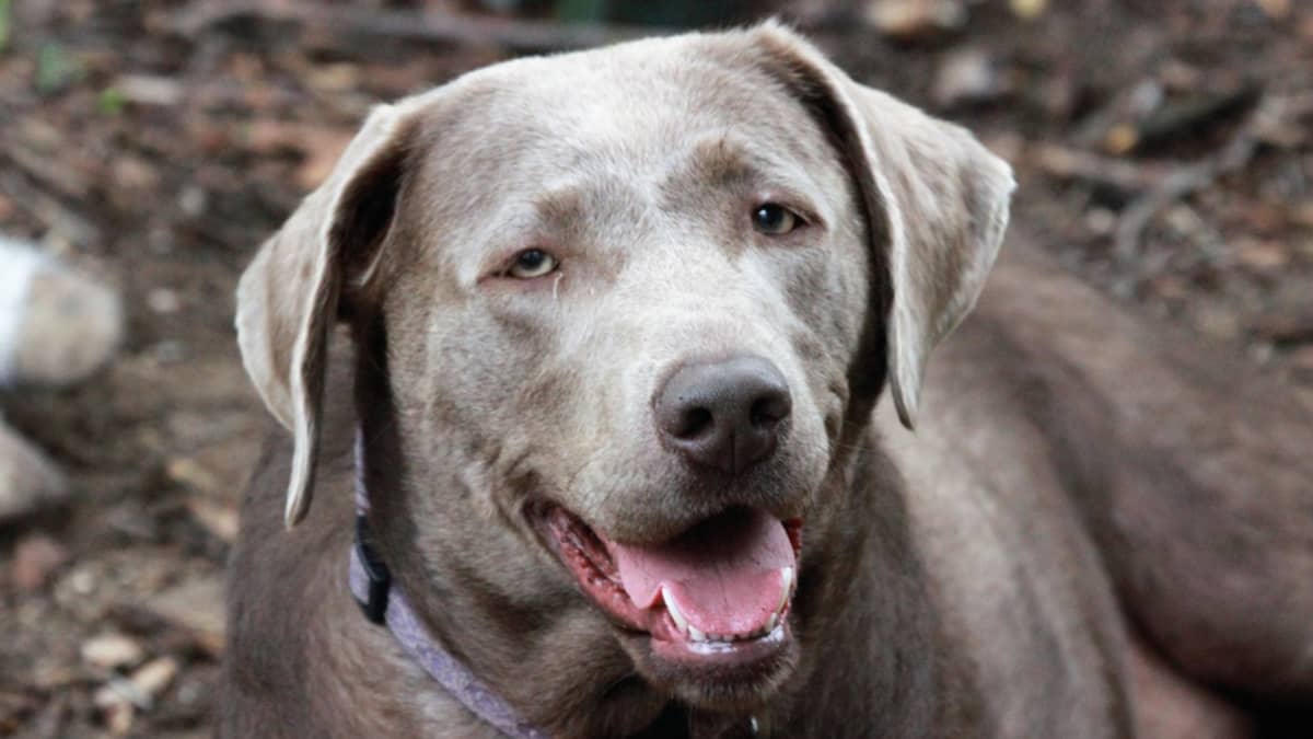 silver lab